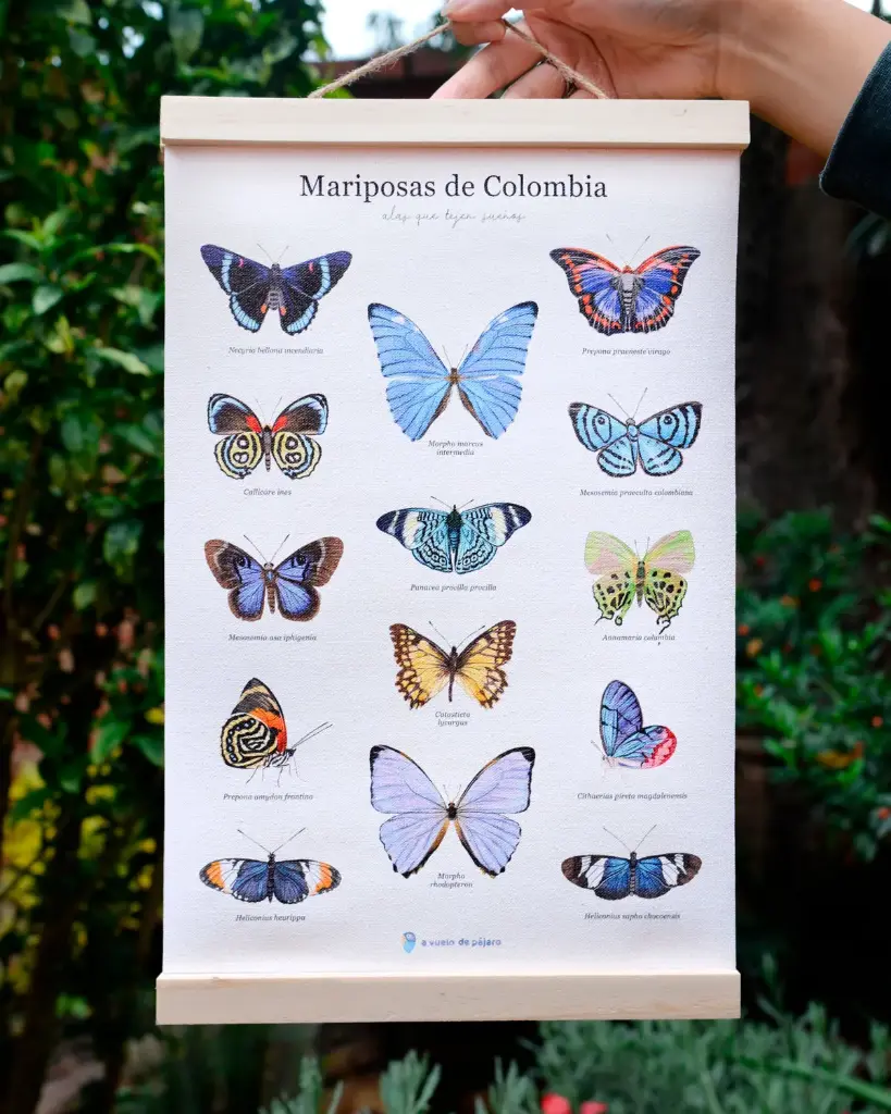 HANGER + LIENZO TUBO MAPAS 35 CM X 50 CM