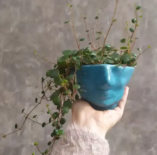 [LNEB007] VASIJA ROMEO EC