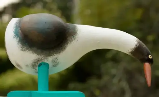 [VELPIQ] VELA PAJARO PIQUERO MEDIANA